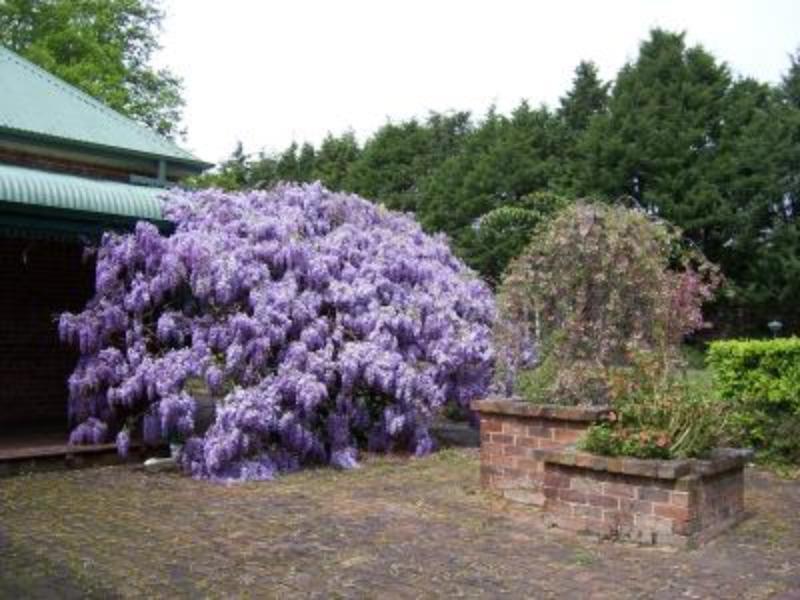 Heronswood House B & B Moss Vale Eksteriør billede